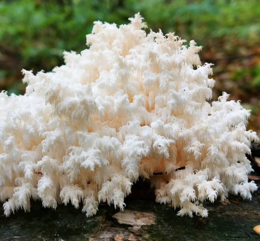 Строчки, сморчки и ежовик: в Жигулёвском заповеднике выявлено 762 вида шляпочных грибов
