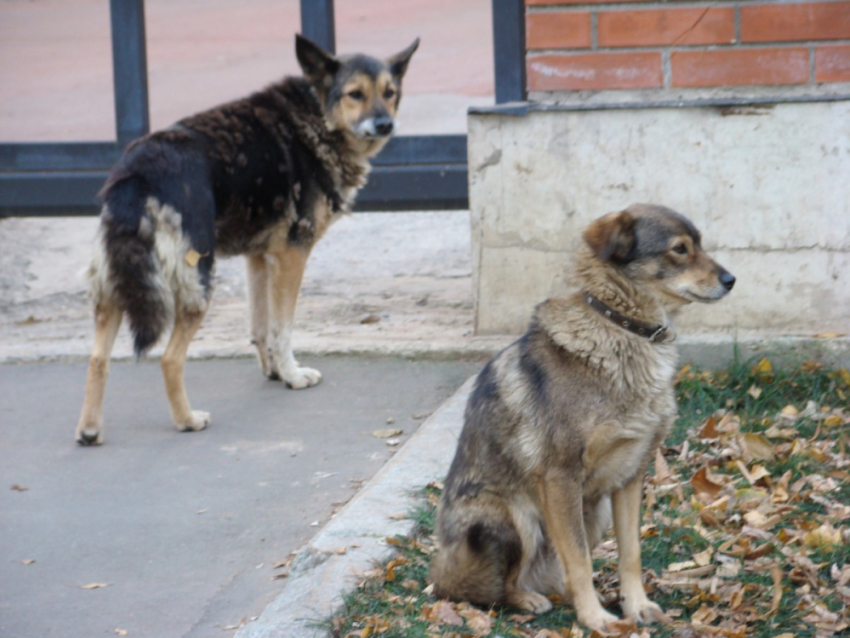 В Тольятти ребёнку отказали в первой помощи после нападения бездомных собак