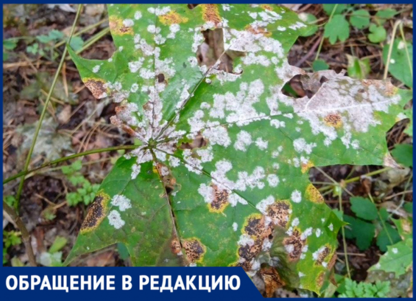 «Болезнь или химический дождь?»: в Самарской области заметили странный налёт на листьях