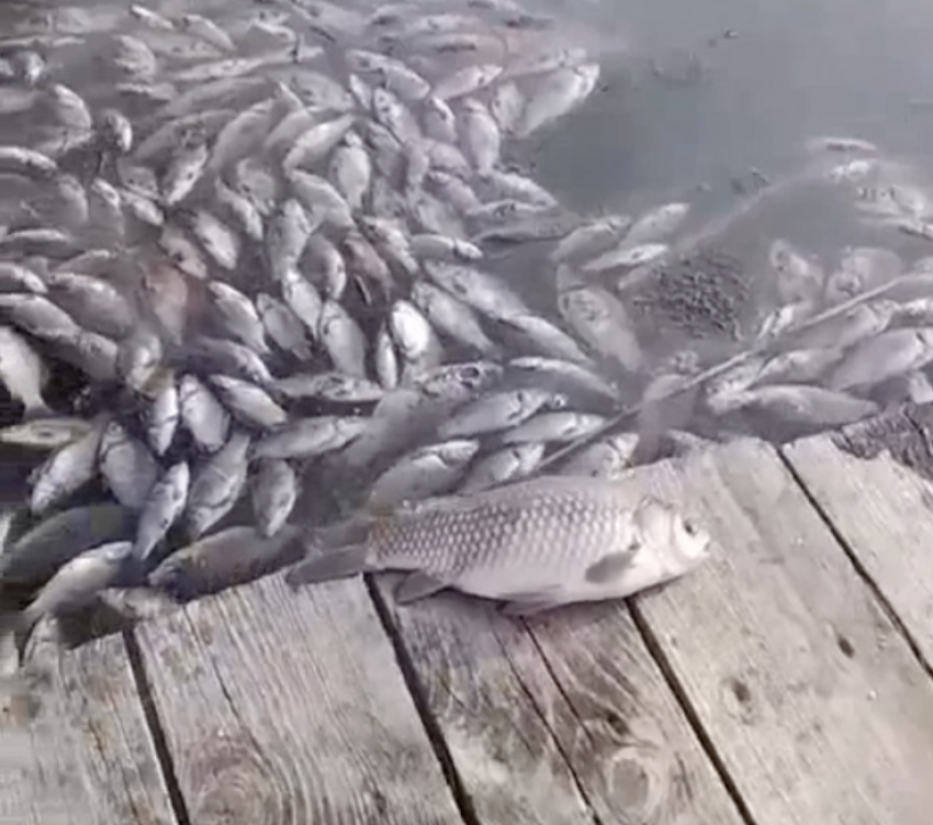В Волгаре и Южном городе заметили массовую гибель рыбы