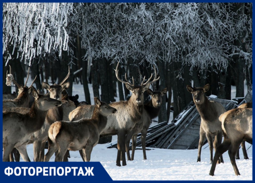 В Самарской области появились питомники благородных оленей