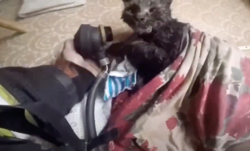 На пожаре в Тольятти спасли чёрного кота и ещё 10 человек
