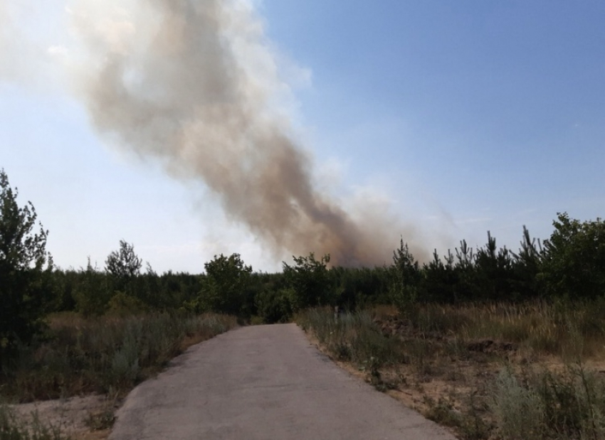 Поджог назван основной версией причины лесного пожара в Тольятти