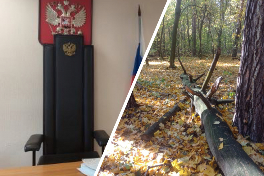 В Самаре чиновник Минлесхоза и лесничий получили реальные сроки за взятку в 100 тысяч рублей