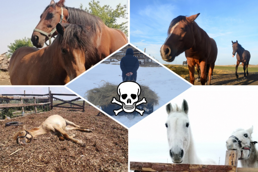 В приюте для лошадей-пенсионеров в Самарской области массово гибнут животные