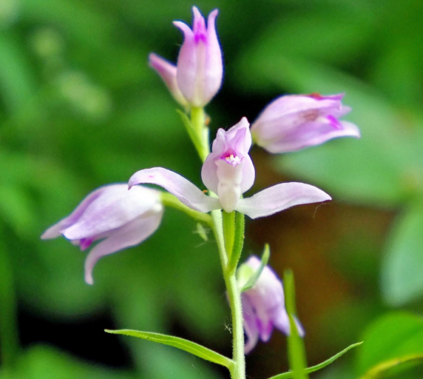 В лесах Самарской Луки зацвела редкая орхидея