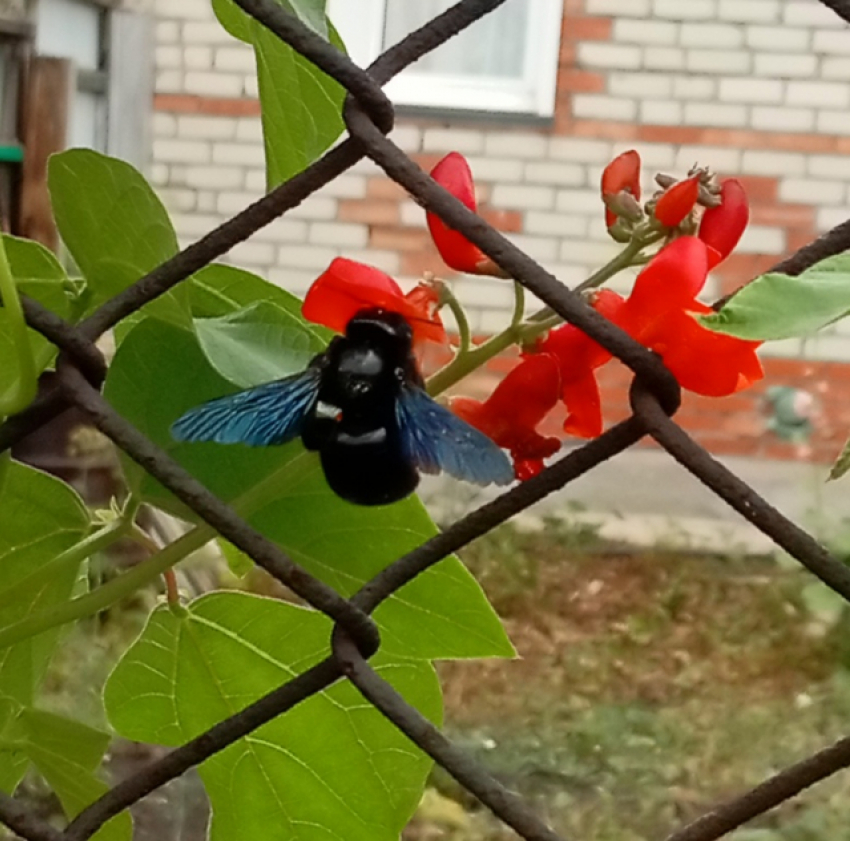 В Самарской области обнаружили редких пчёл, от укуса которых можно умереть  