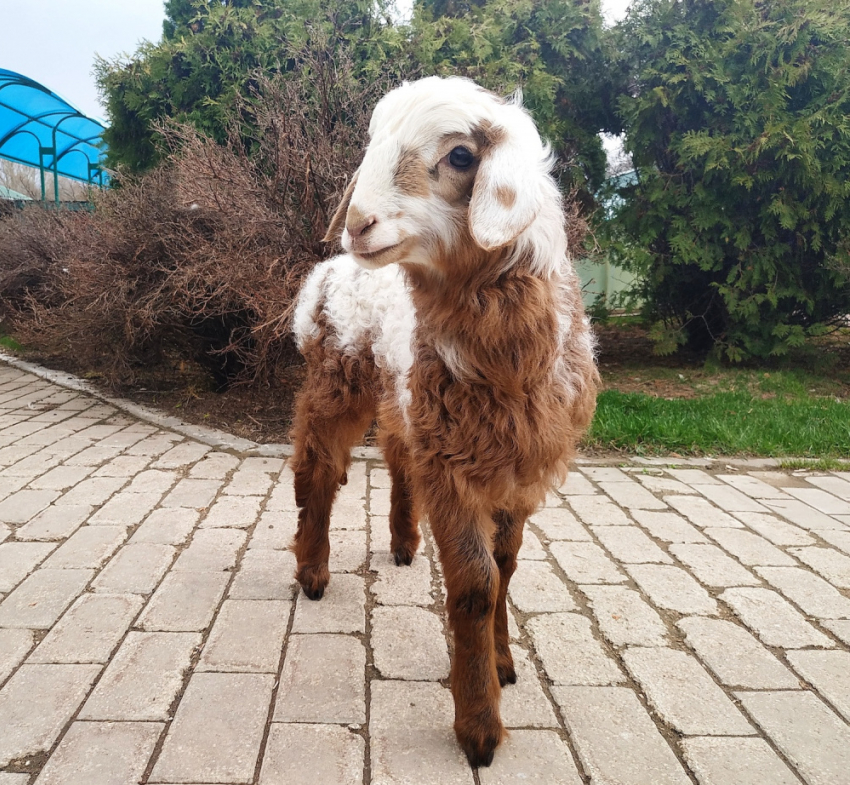 Самарский зоопарк просит придумать имя для овечки