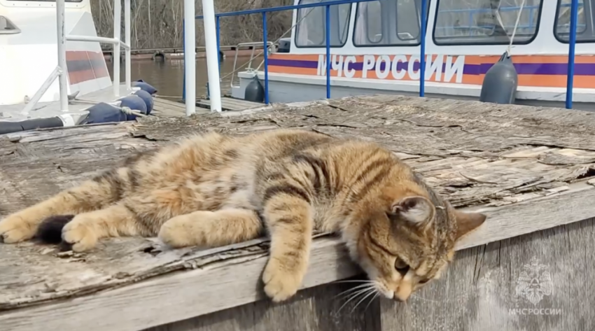 «Хвостатые коллеги»: в Самарской области инспекторам ГИМС помогает кошка Эльза