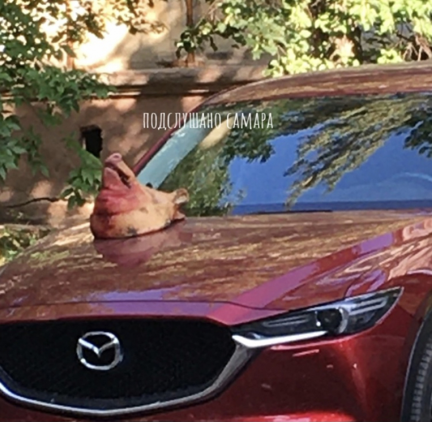 Владелец «Мазды» обнаружил на капоте автомобиля свиную голову