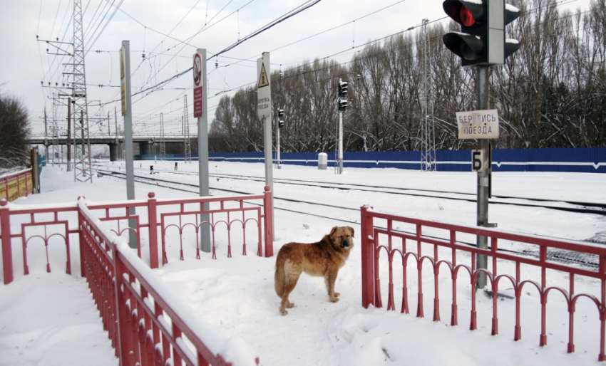 «Собака имеет признаки домашней»: в Тольятти прошло совещание по поводу нападения собак на людей