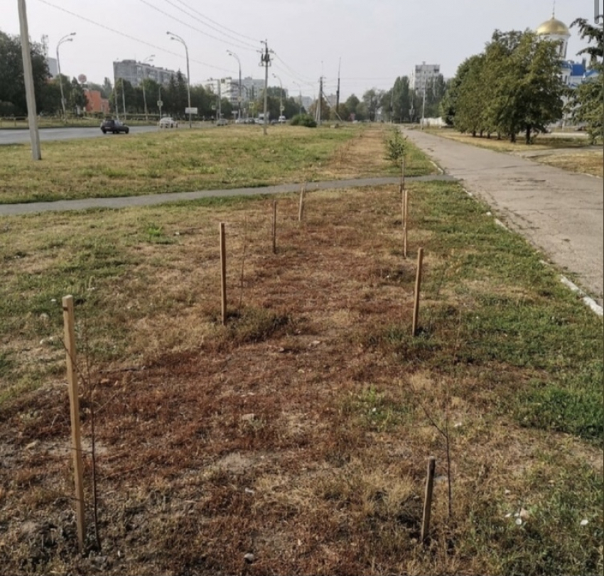 В Тольятти засохли берёзки, посаженные мэром весной