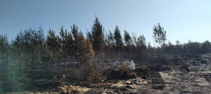 В сети появилось видео и фото последствий пожара в тольяттинском лесу