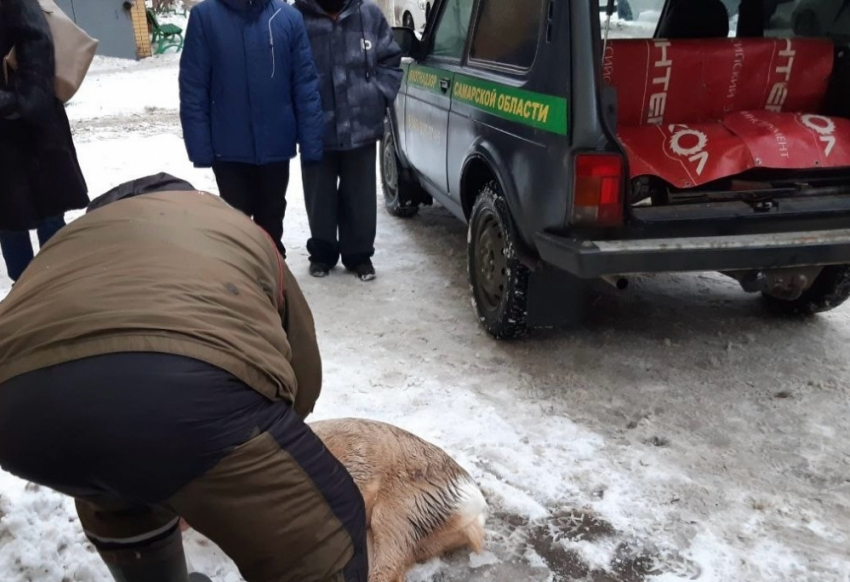 В Самаре всем двором ловили косулю