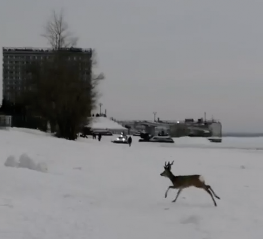 На набережной Самары заметили оленёнка