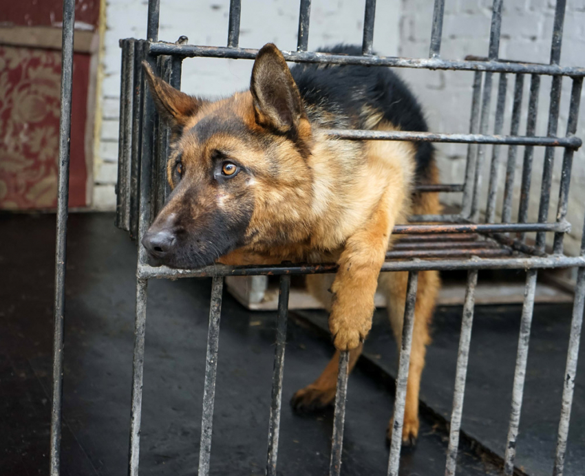Пенсия для Мухтара: в самарских тюрьмах попрощались со служебными псами