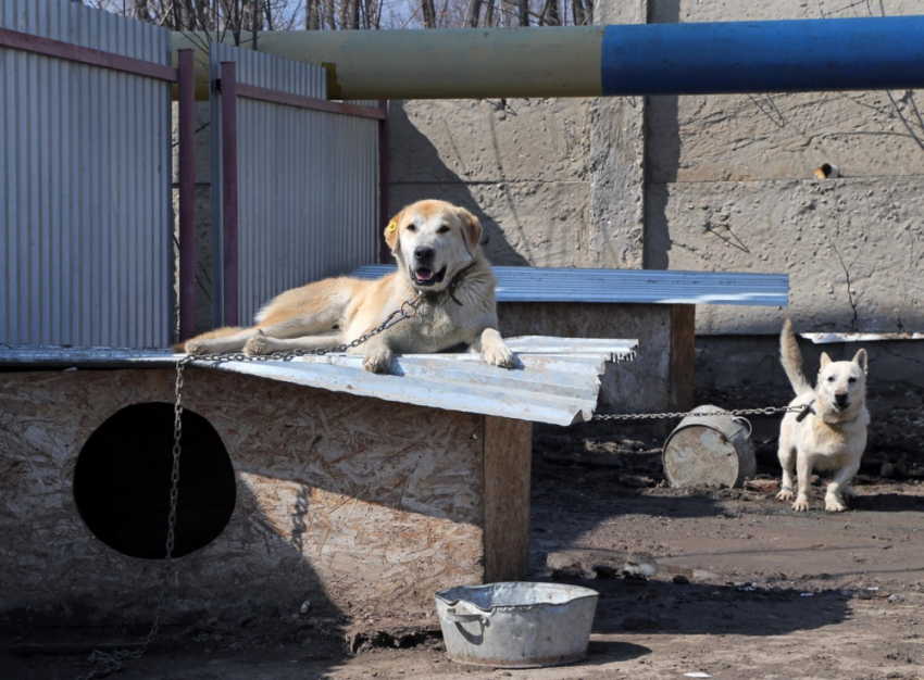 Самарские чиновники предлагают разрешить эвтаназию безнадзорных животных