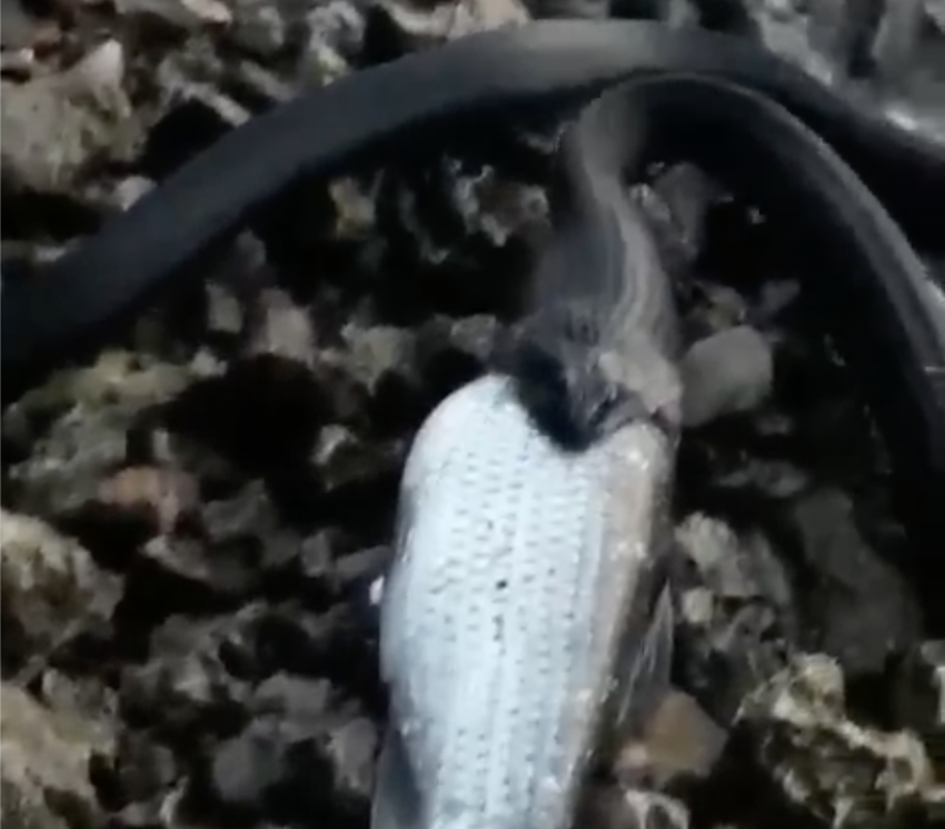 Змеи,рыбы,во влагалище (19 видео)