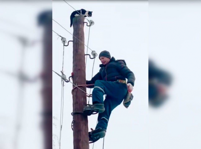 Электрики в селе Дубовый Умёт спасли котёнка со столба линии электропередачи