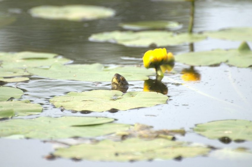 В озеро Кольчужное на острове Серёдыш заселили болотных черепах