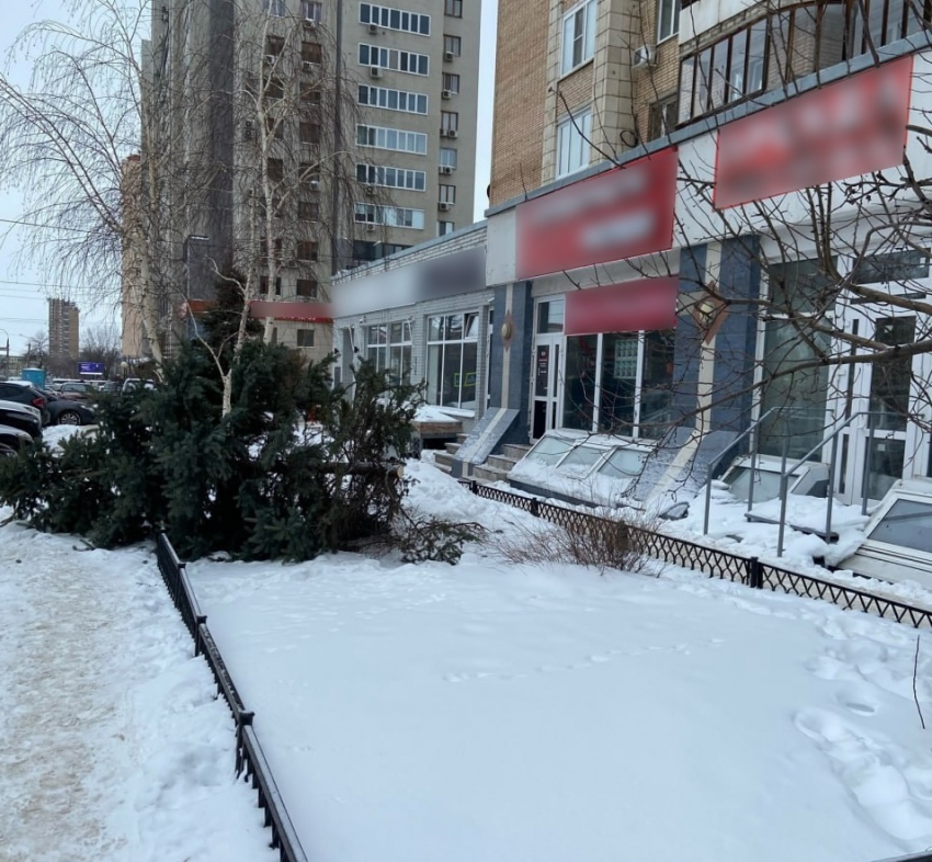Самарцы возмущены спилом большой ели на улице Агибалова