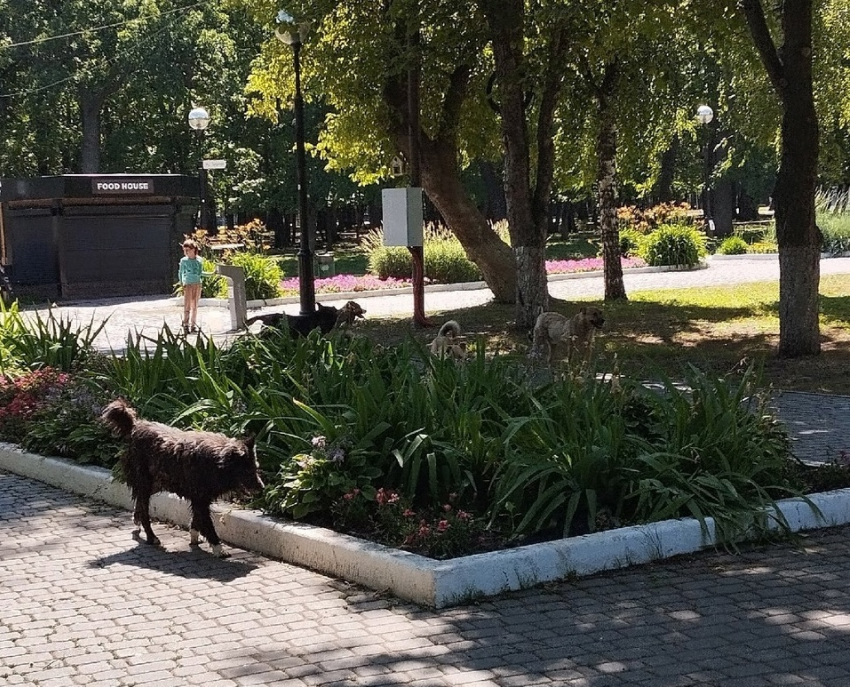 Жители Самары снова пожаловались на бродячих собак в парке Гагарина