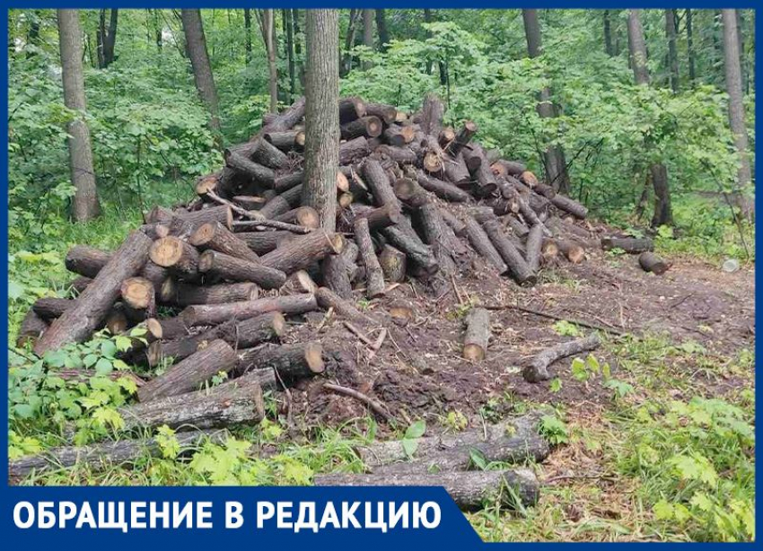 Жители Студеного оврага просят остановить вырубку деревьев