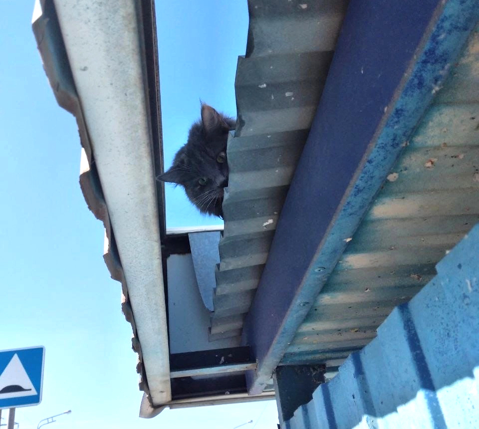 Швырнули Барсика на крышу: спасатели выручили погибающего от голода кота в Самарской области