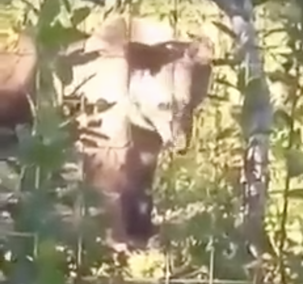 «Говорите с медведем уверенным тоном»: специалисты рассказали, что делать при встрече с косолапым хищником