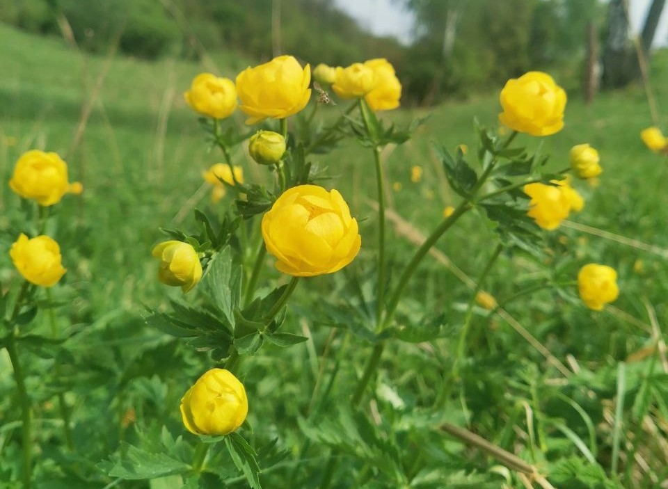 Trollius komarovii