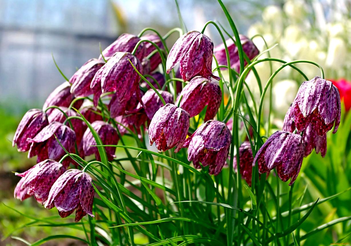 Русские растения. Цветок фритиллярия рябчик. Рябчик русский Fritillaria ruthenica. Рябчик малый — Fritillaria meleagroides. Колокольчик рябчик.