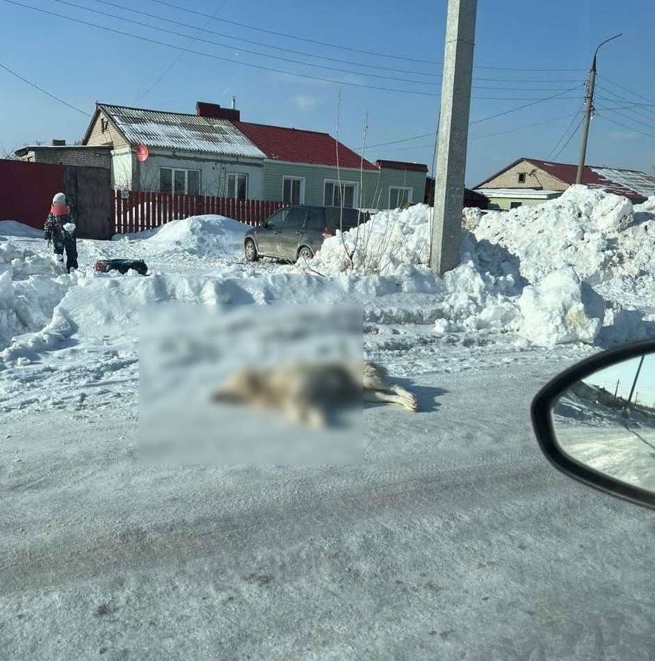 В Волжском районе устроили самосуд над бродячими собаками