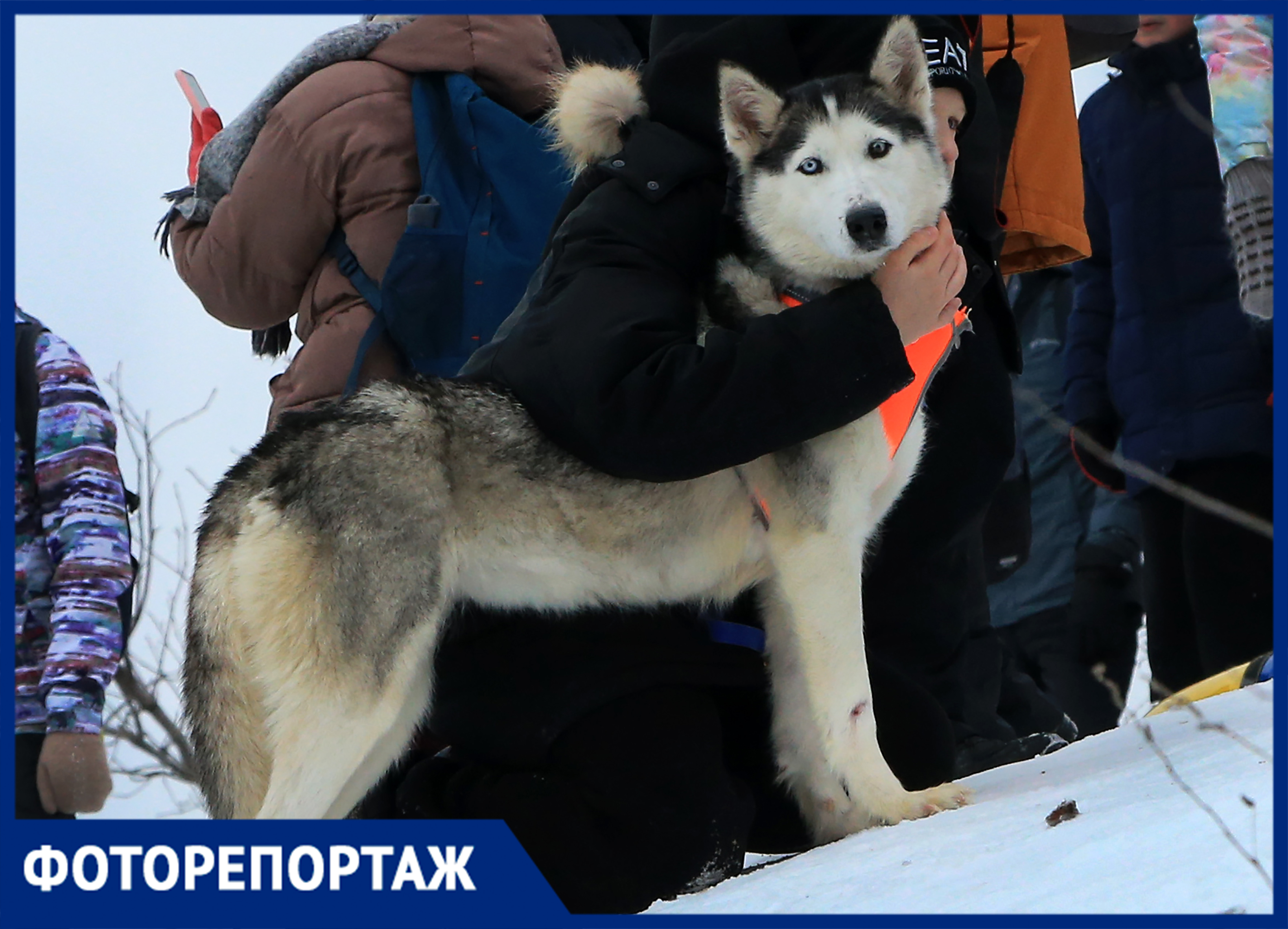 Хаски лысая